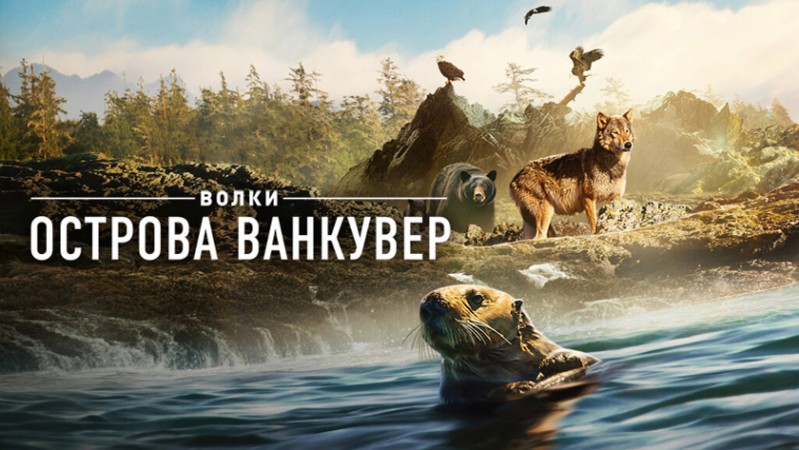 Волки острова Ванкувер
